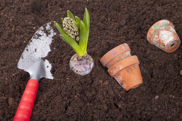 studio-shot of planting a hyacinth flower bulb in flower soil