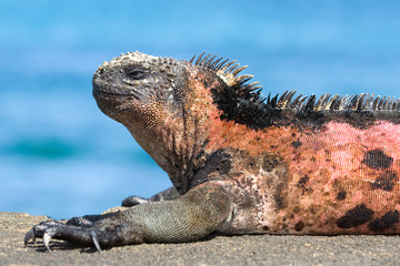 Marine iguana