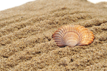 seashell on the sand
