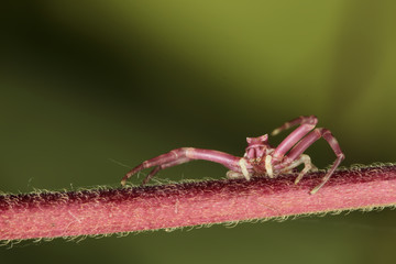 Thomisidae, araña cangrejo