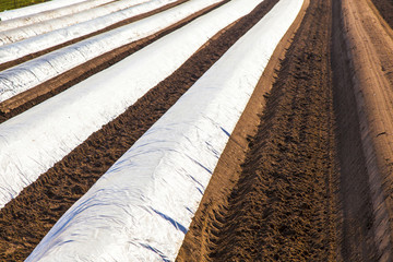 field of aspargus in spring covered with foil