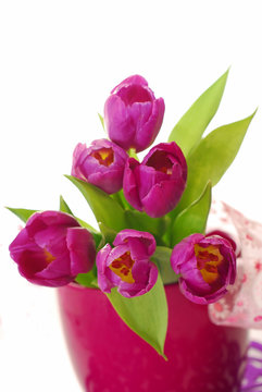 bunch of purple tulips