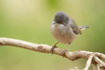 Curruca cabecinegra
