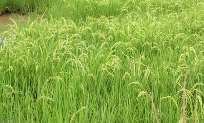 Paddy field