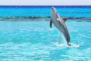 Dolfijnen springen in de Caribische Zee van Mexico