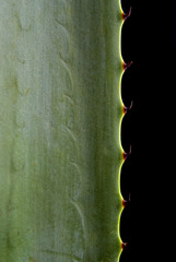 agave leaf detail