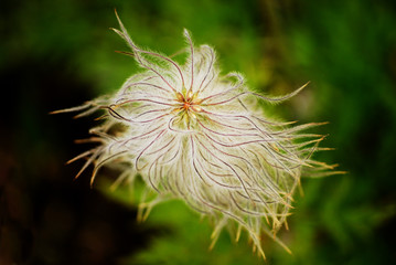Western Anemone from the Buttercup Family