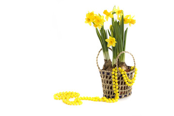 нарцисс в корзине и желтые бусы