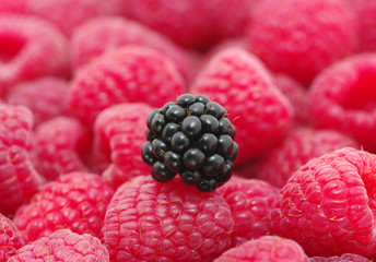 raspberry background