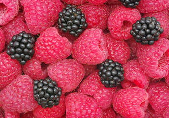 raspberry background