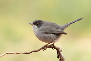 Curruca cabecinegra