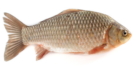 fresh fish isolated on white background