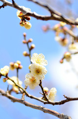梅の花