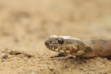 Natrix in sand