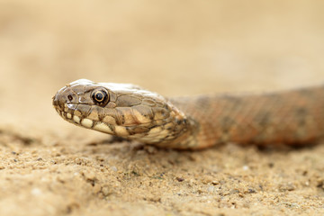 Natrix in sand