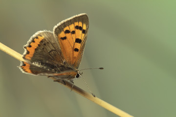Mariposa Lycaena phlaeas