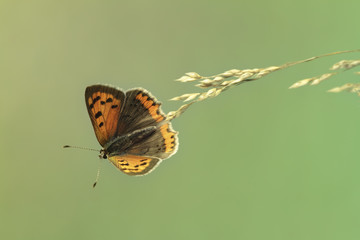 Mariposa Lycaena phlaeas