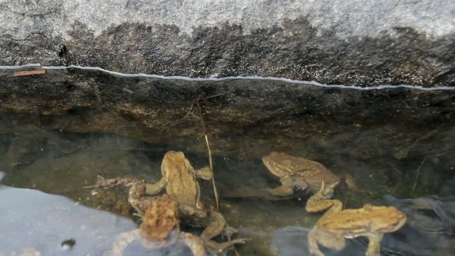 toads underwater