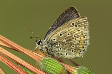 Mariposa icarus
