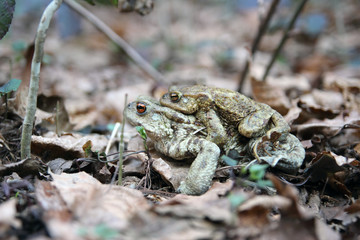 toads in Love