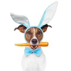 Papier Peint photo Chien fou dog with bunny ears and a carrot