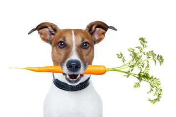 Papier Peint photo Chien fou chien en bonne santé avec une carotte