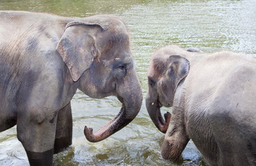 Fototapeta premium Two young elephants at the water