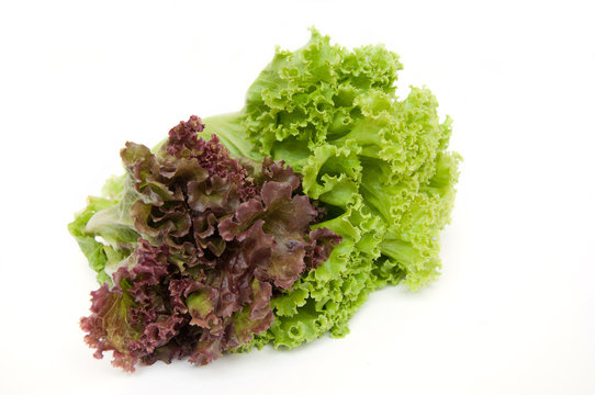 Lettuce isolated in white background