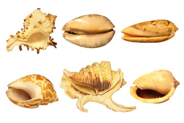 Sea shells on a white background