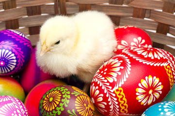 Colored Easter Eggs and Chick - obrazy, fototapety, plakaty