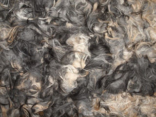 The background of the dog fur left after cutting.