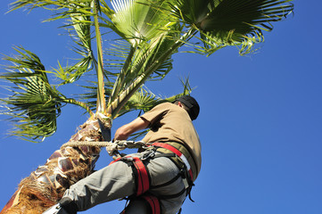 Pruning a Palm Tree, High Up - obrazy, fototapety, plakaty