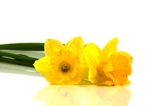 narcissus on white background