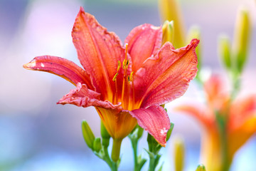 Red day lily on sky background