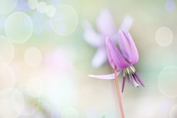 abstract background and cyclamen