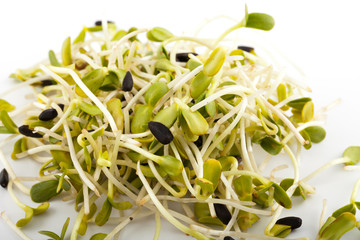 Fresh alfalfa sprouts isolated on white background