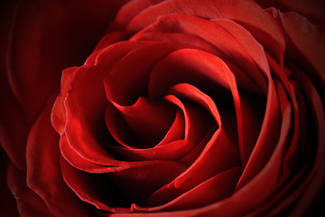 Beautiful red rose center close-up macro