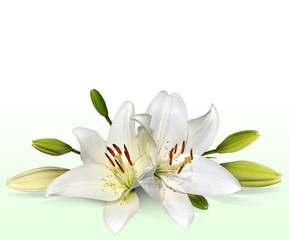 Naklejka na ściany i meble Wielkanocne kwiaty lilii, znane także jako lilie listopada
