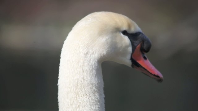 schwan