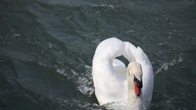 schwan schwimmt