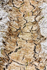 crack land