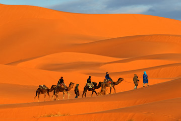 Camel caravan going through the sand dunes in the Sahara desert