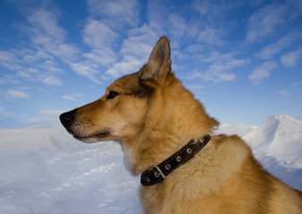 Portrait of a dog collar in profile