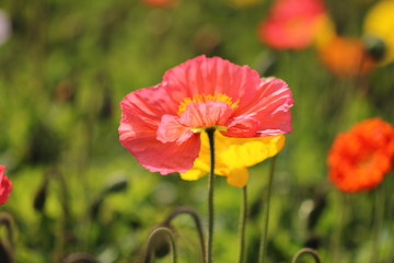 Obraz premium ポピー