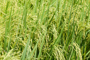 Fototapeta na wymiar zielony ryż niełuskany w polu.