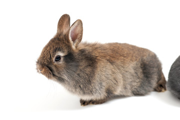 Kaninchen im Studio