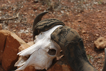 African buffalo skull