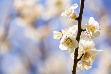 The ume blossoms