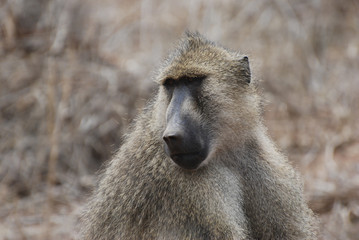 Baboon (Papio cynocephalus)