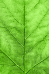 Obraz na płótnie Canvas Maple leaf in spring